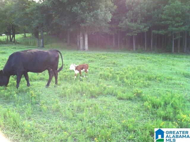 1785 Nunnally Lake Road Ohatchee, AL 36271 - Photo 17 of 50