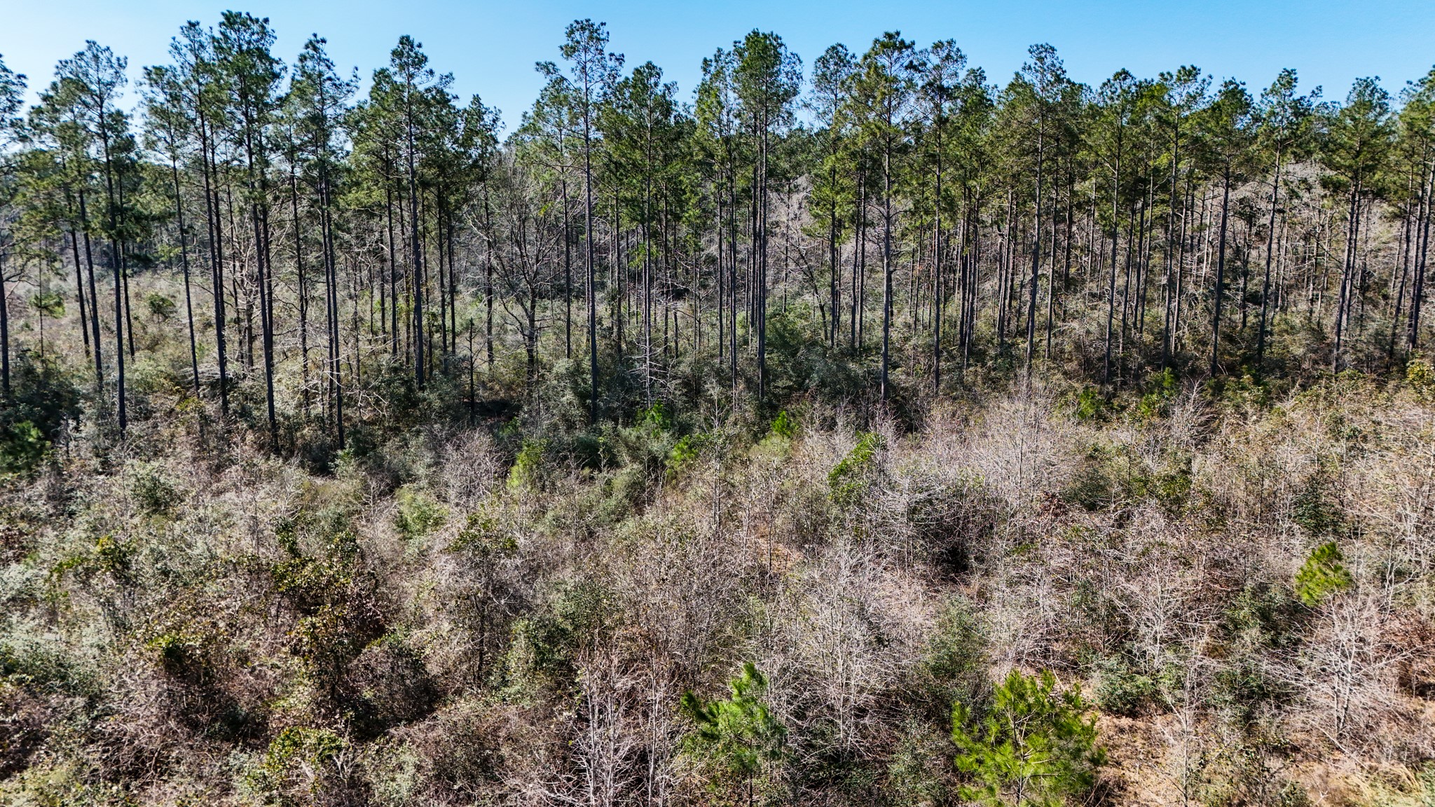 15973 Ridge Oak Road Willis, TX 77378 - Photo 19 of 23