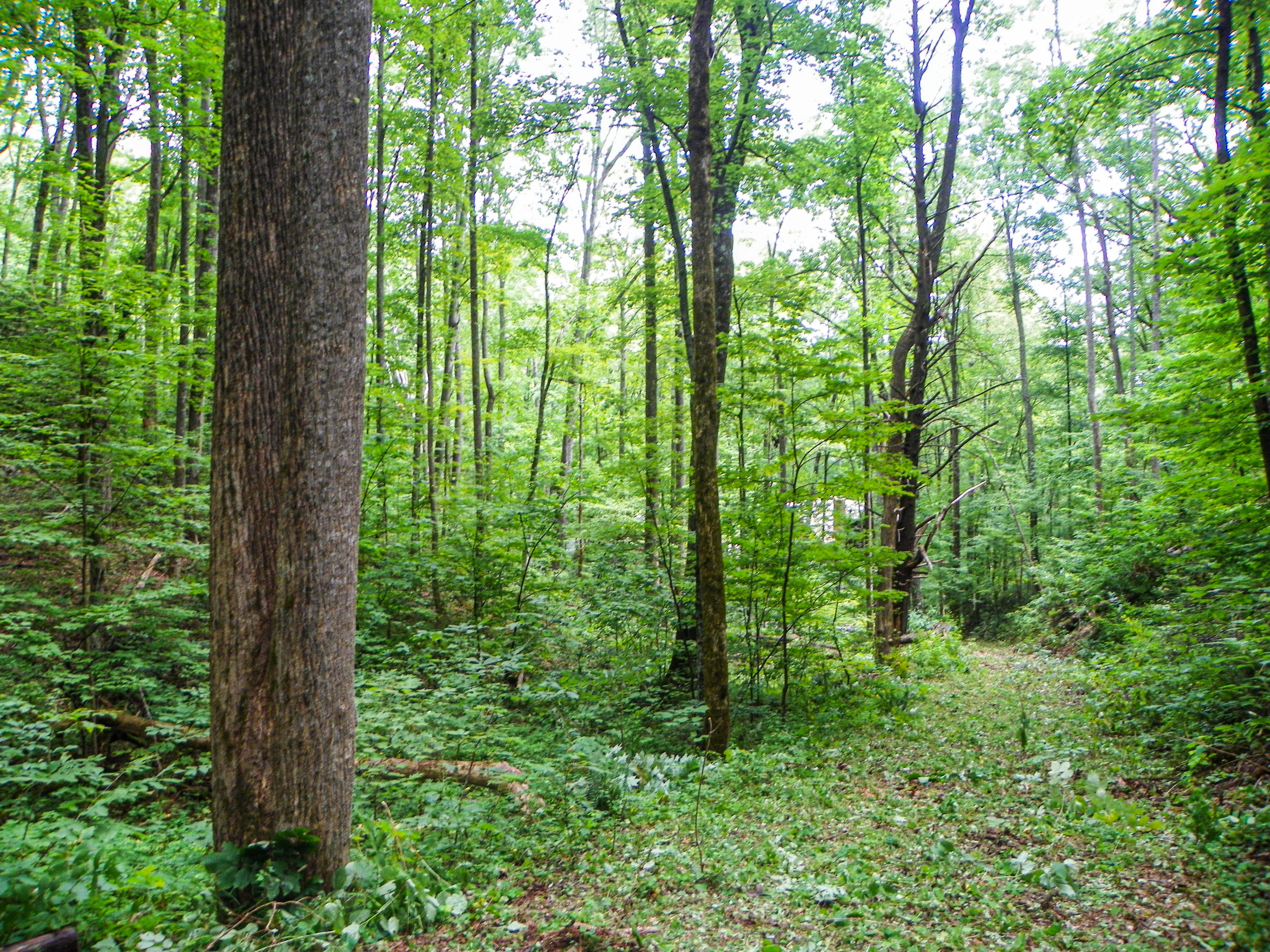 Lot#8 Brooke Hollow Road Sevierville, TN 37862 - Photo 14 of 23 100_0052