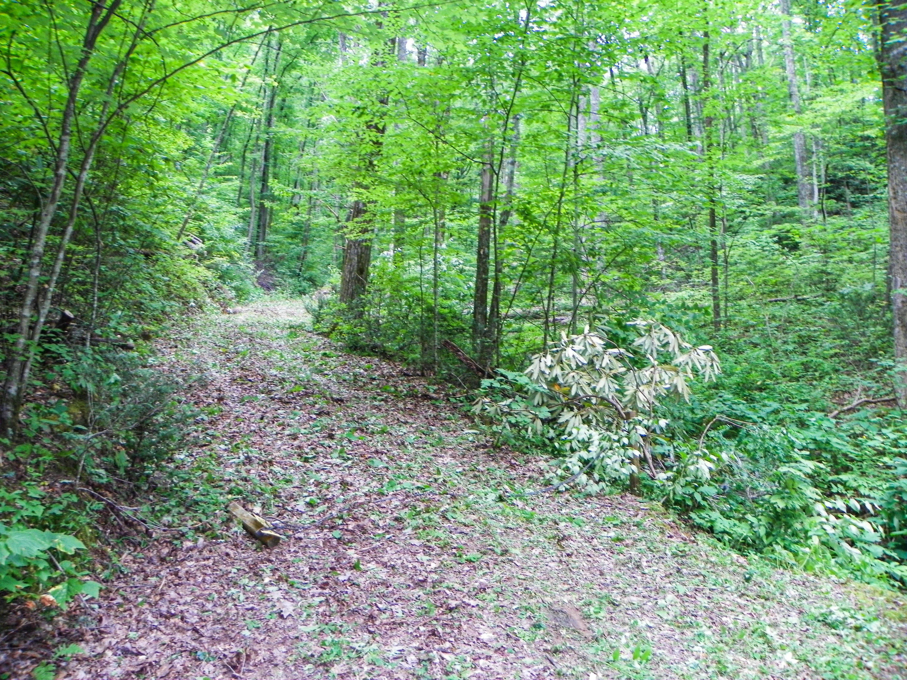 Lot#8 Brooke Hollow Road Sevierville, TN 37862 - Photo 3 of 23 100_0041