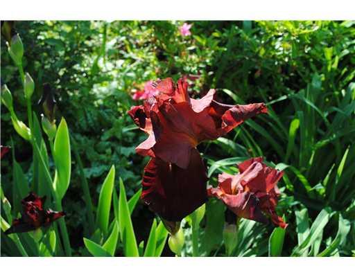 256 Sweet Gum Road Pittsburgh, PA 15238 - Photo 11 of 12 Yard/Garden. Beautiful perennial gardens waiting to wish you "Happy Spring!"