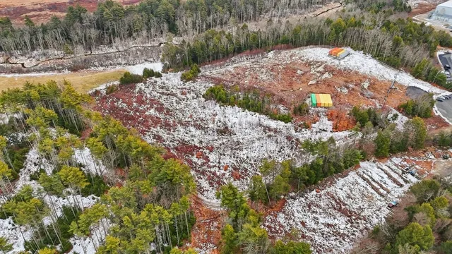 a view of a yard with plants and large trees