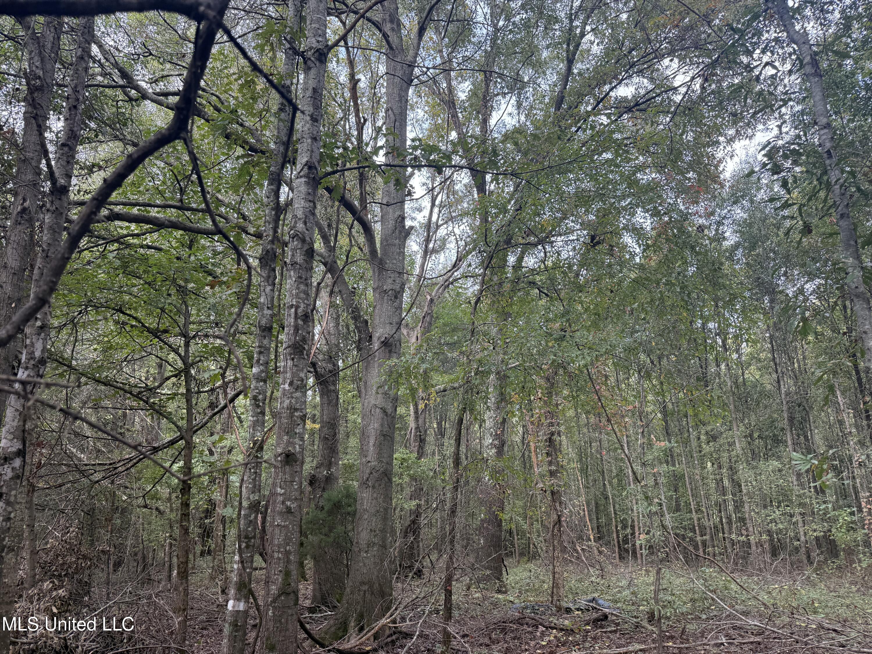 Mitchell Road Greenwood, MS 38930 - Photo 28 of 41 IMG_1105