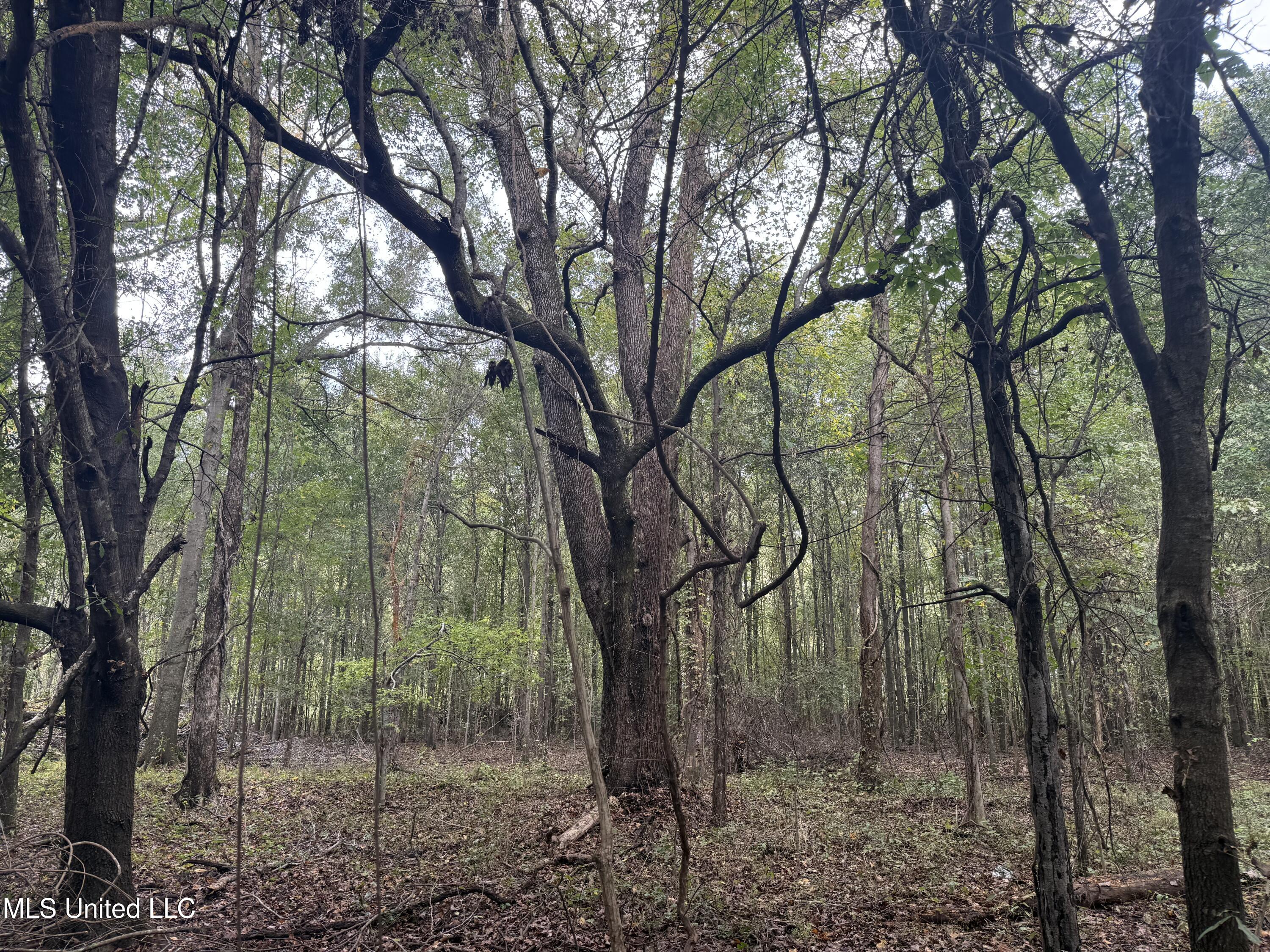 Mitchell Road Greenwood, MS 38930 - Photo 32 of 41 IMG_1109
