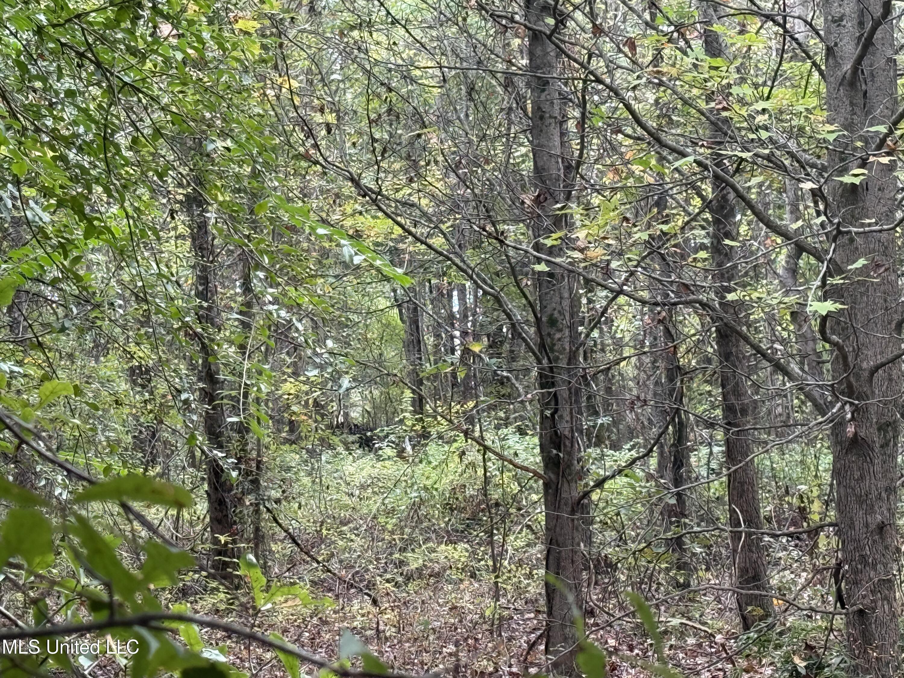 Mitchell Road Greenwood, MS 38930 - Photo 33 of 41 IMG_1110