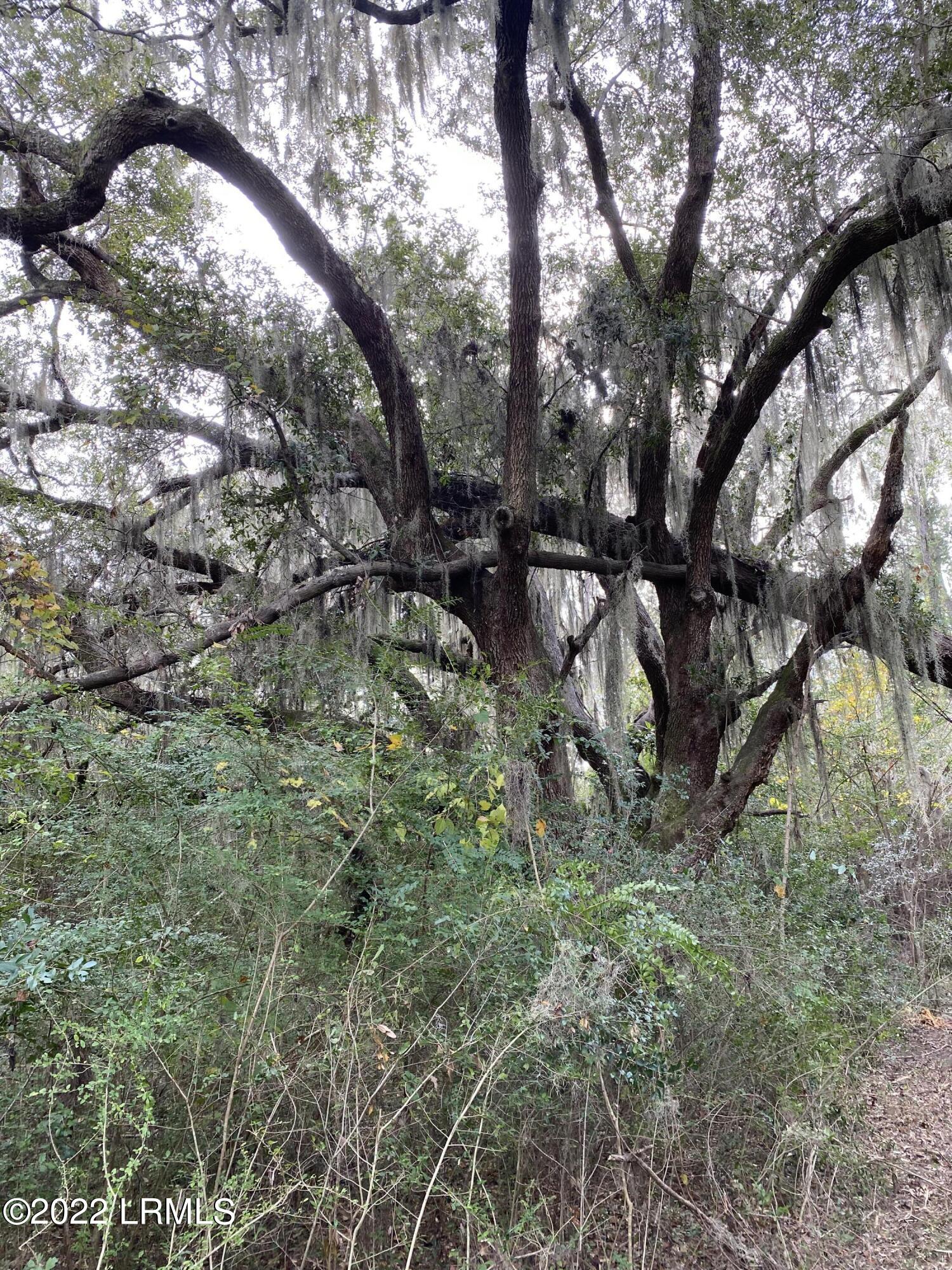 Tbd Orange Grove Road St. Helena Island, SC 29920 - Photo 5 of 8 IMG_5529