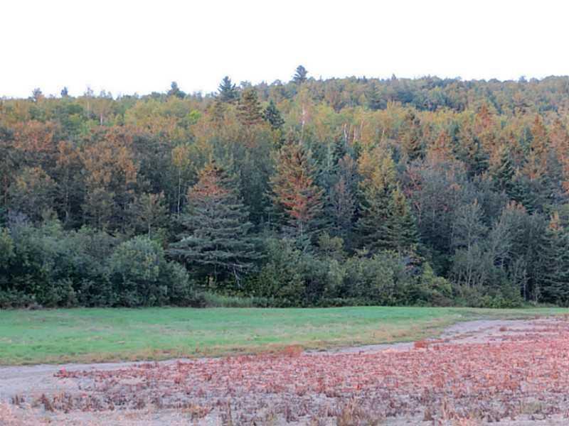 654 Caribou Road Fort Kent, ME 04743 - Photo 12 of 12 Wooded area.