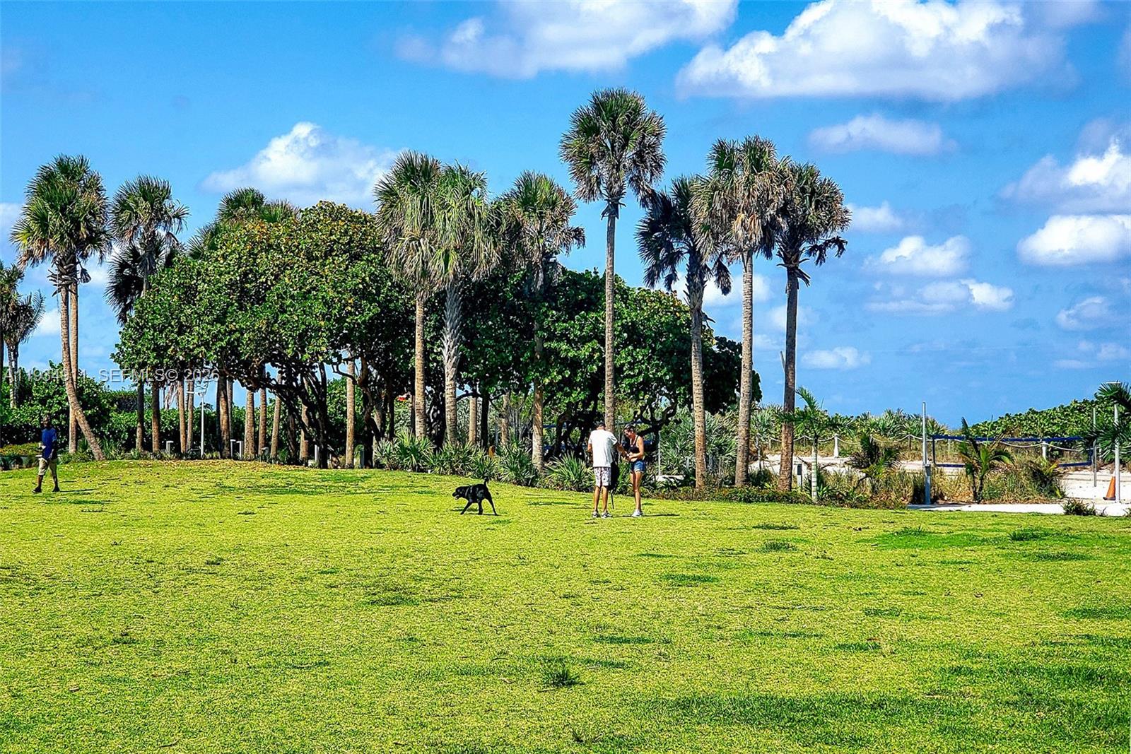 8430 Harding Avenue, Unit 4A Miami Beach, FL 33141 - Photo 28 of 43 a view of a park with lots of palm trees