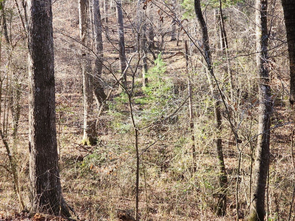 7105 Martinsville Road Wesson, MS 39191 - Photo 2 of 44 Photo 2
