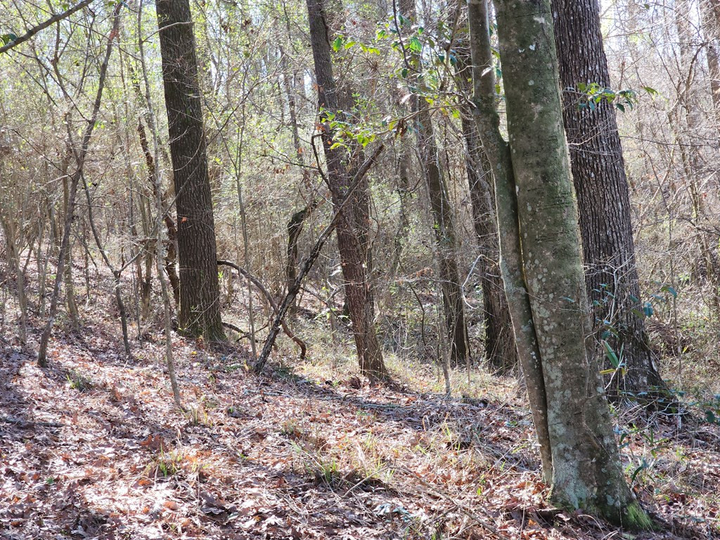 7105 Martinsville Road Wesson, MS 39191 - Photo 5 of 44 Photo 5