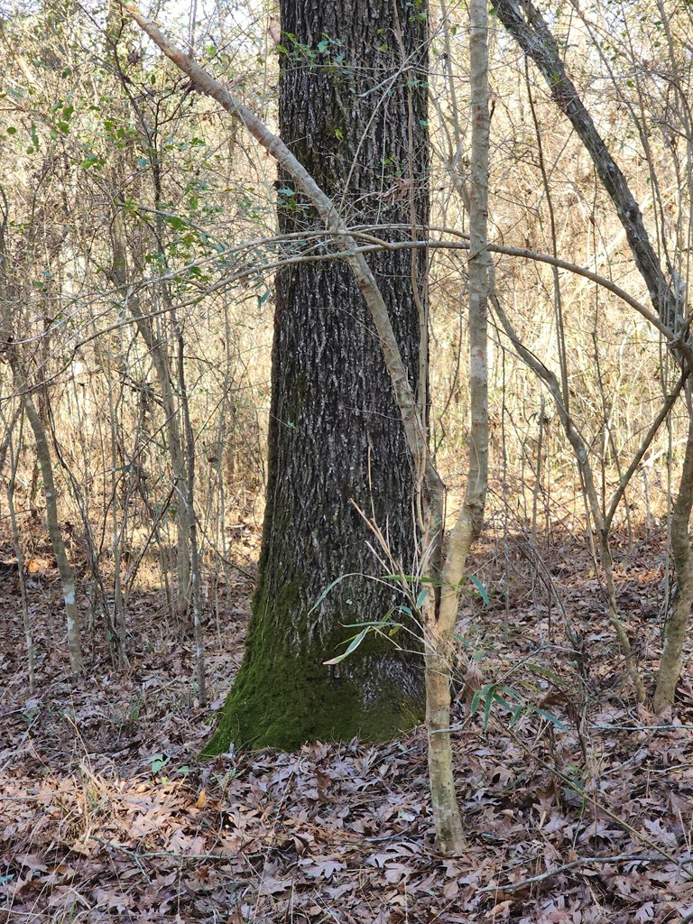7105 Martinsville Road Wesson, MS 39191 - Photo 7 of 44 Photo 7