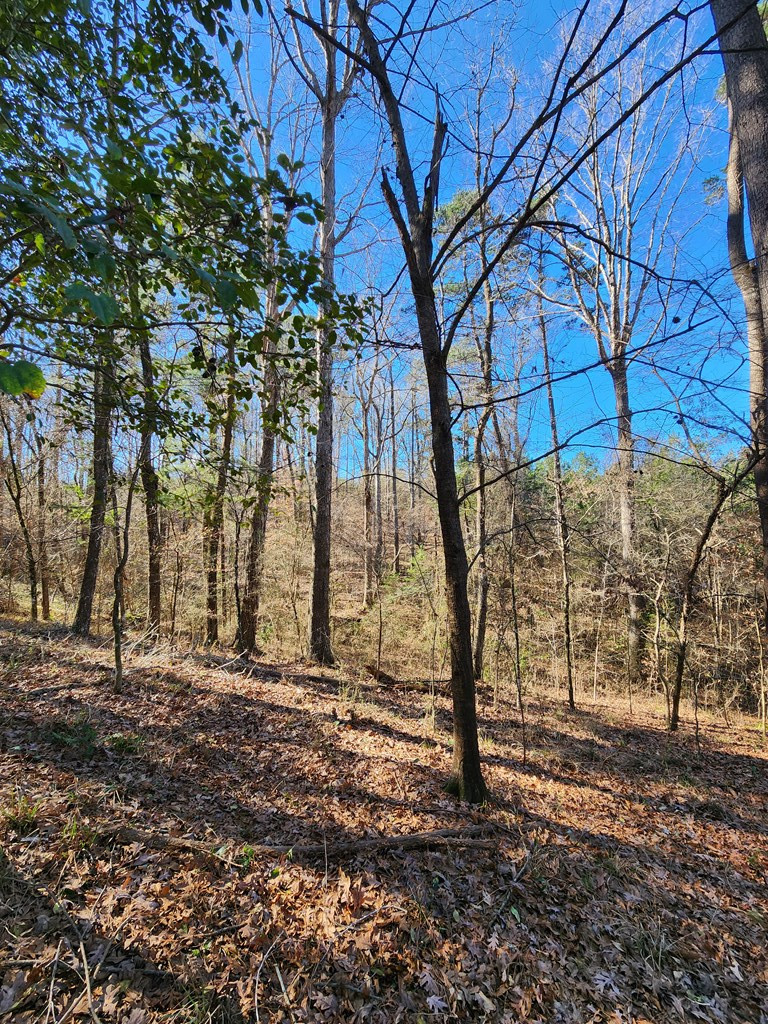 7105 Martinsville Road Wesson, MS 39191 - Photo 9 of 44 Photo 9