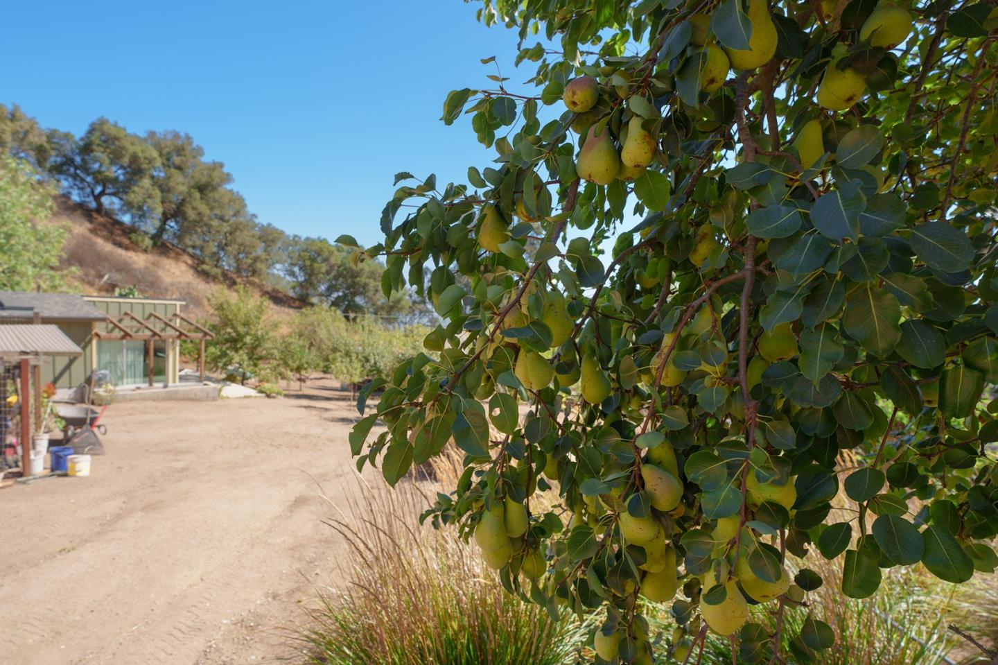 0 River Road Salinas, CA 93908 - Photo 14 of 35 a view of a yard with plants and trees