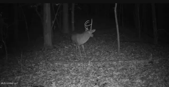 $725,000 | 51 U Highway South, Duck Hill, MS 38925