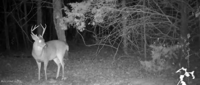 $725,000 | 51 U Highway South, Duck Hill, MS 38925