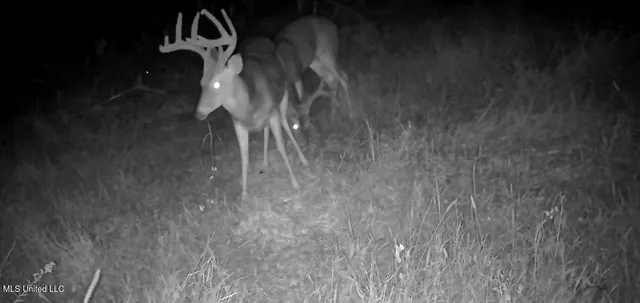 $725,000 | 51 U Highway South, Duck Hill, MS 38925