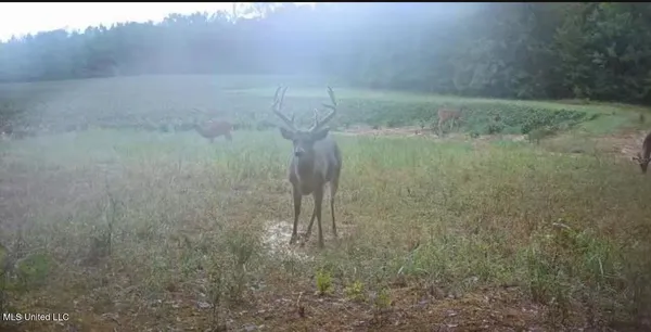 $725,000 | 51 U Highway South, Duck Hill, MS 38925