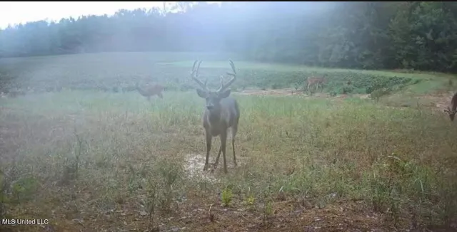 $725,000 | 51 U Highway South, Duck Hill, MS 38925