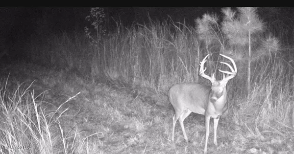 $725,000 | 51 U Highway South, Duck Hill, MS 38925