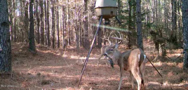 $725,000 | 51 U Highway South, Duck Hill, MS 38925