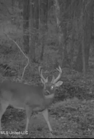 $725,000 | 51 U Highway South, Duck Hill, MS 38925