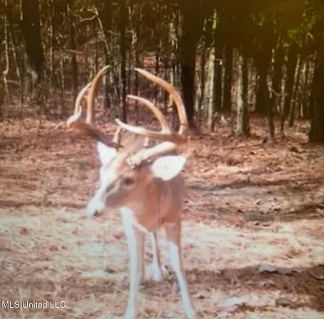 $725,000 | 51 U Highway South, Duck Hill, MS 38925