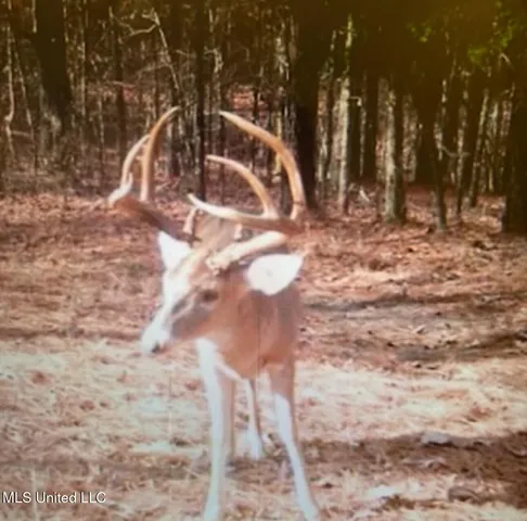 $725,000 | 51 U Highway South, Duck Hill, MS 38925