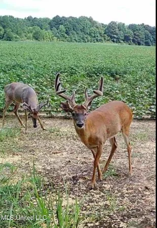 $725,000 | 51 U Highway South, Duck Hill, MS 38925