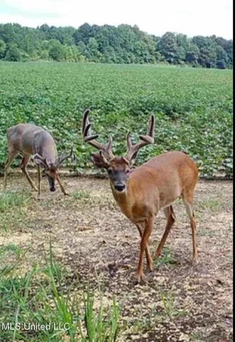 $725,000 | 51 U Highway South, Duck Hill, MS 38925