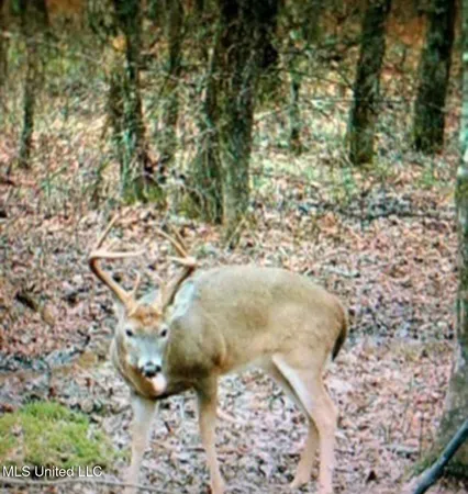 $725,000 | 51 U Highway South, Duck Hill, MS 38925