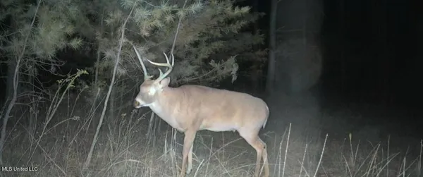 $725,000 | 51 U Highway South, Duck Hill, MS 38925