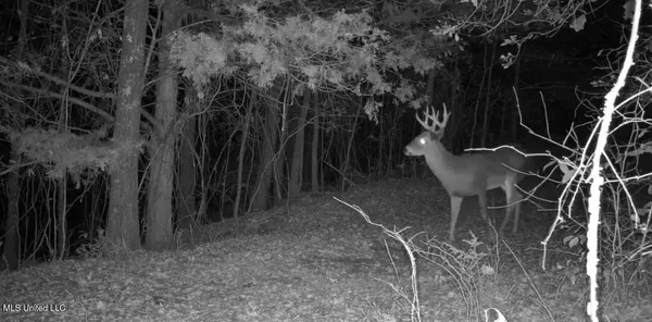 $725,000 | 51 U Highway South, Duck Hill, MS 38925