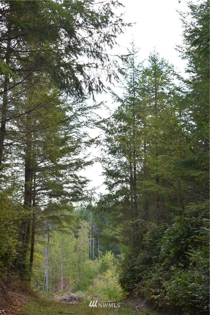 11295 Coyle Road Quilcene, WA 98376 - Photo 6 of 16 Gallery Image 6
