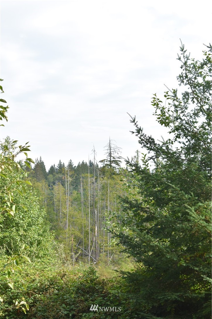 11295 Coyle Road Quilcene, WA 98376 - Photo 10 of 16 Gallery Image 10