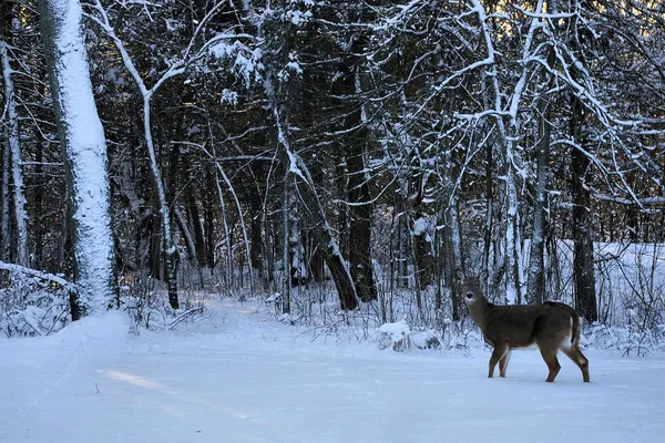 $399,900 | W10892 County Road V, Lodi, WI 53555