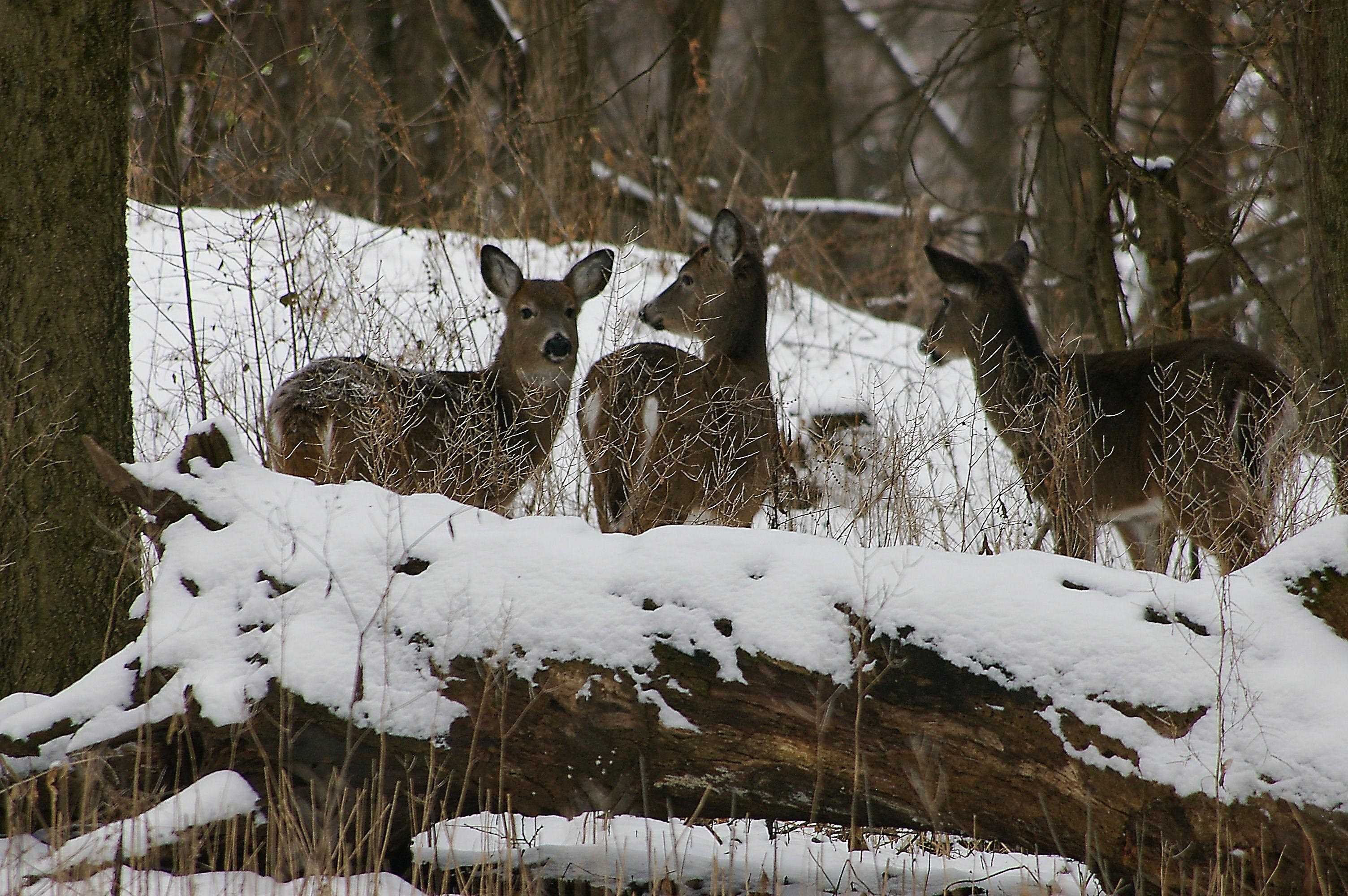 W10892 County Road V Lodi, WI 53555 - Photo 45 of 60