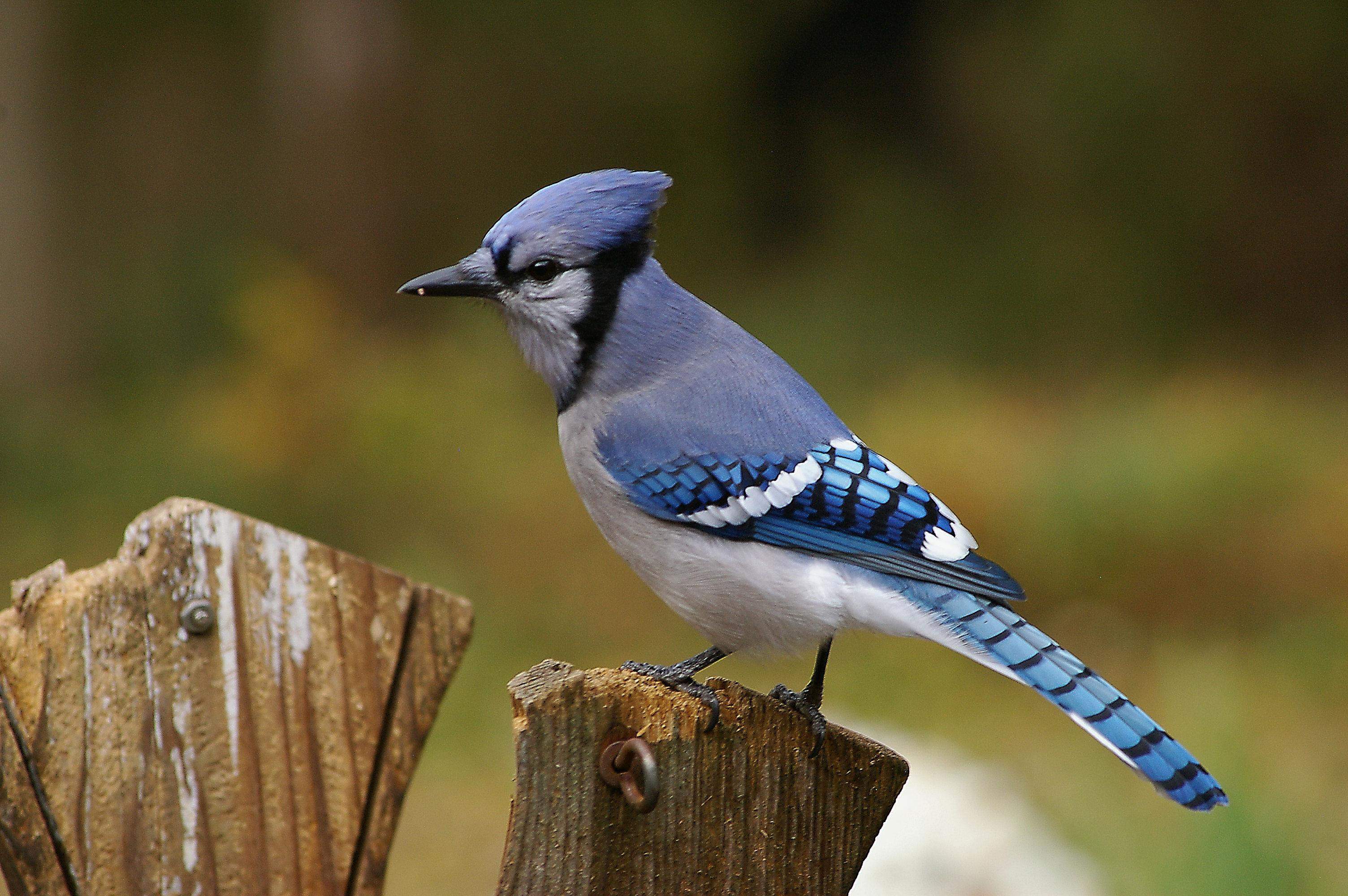 W10892 County Road V Lodi, WI 53555 - Photo 53 of 60