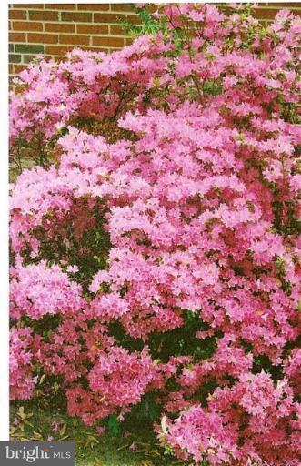 5829 Lebanon Road Alexandria, VA 22310 - Photo 19 of 20 azaleas in bloom