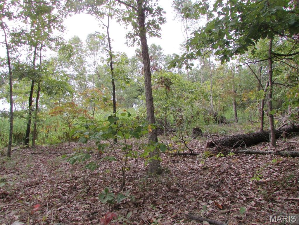 0 County Road 553 Gainesville, MO 65655 - Photo 6 of 17