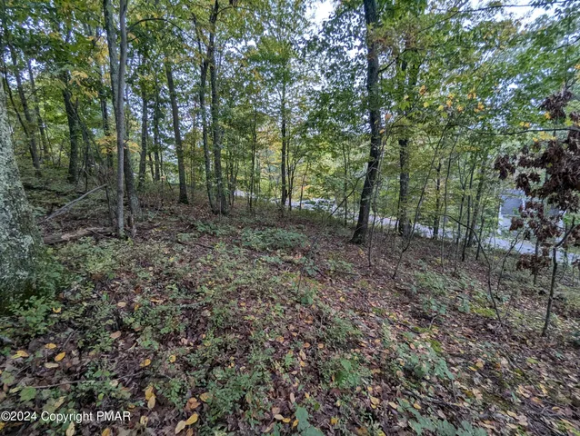 a view of a forest that has large trees