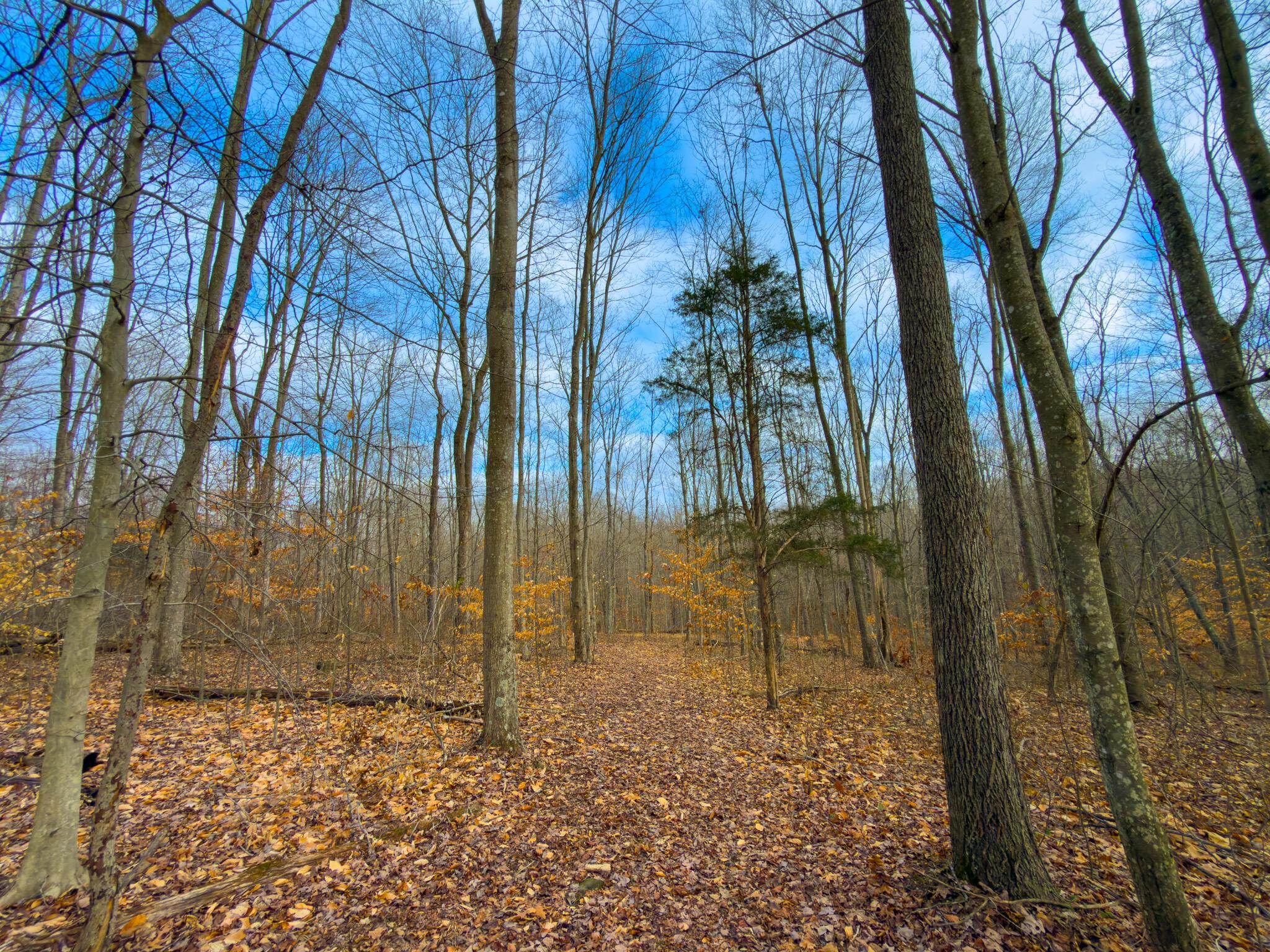 MAIN Long fork rd.-01