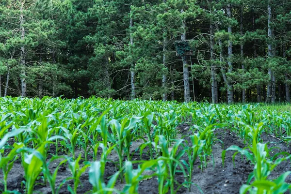 $6,450,000 | Undisclosed Address, Grant, MI 49327