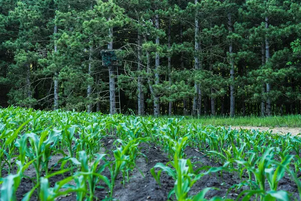 $6,450,000 | Undisclosed Address, Grant, MI 49327