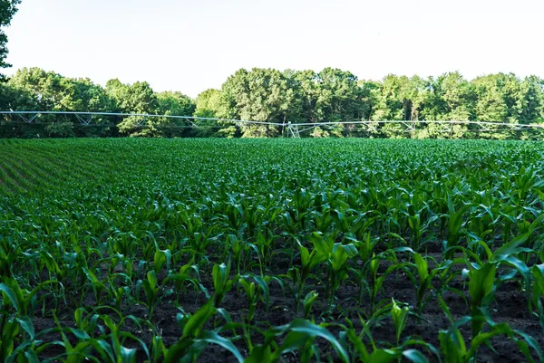 $6,450,000 | Undisclosed Address, Grant, MI 49327