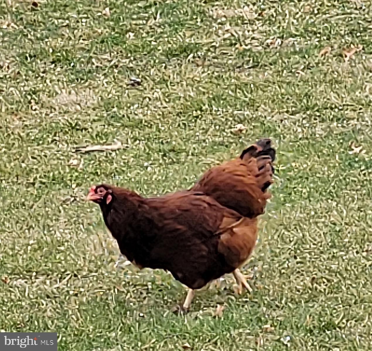160 Oak Grove Road Pine Grove, PA 17963 - Photo 65 of 66 Meet 'Miss Ohio' a Buckeye Hen!