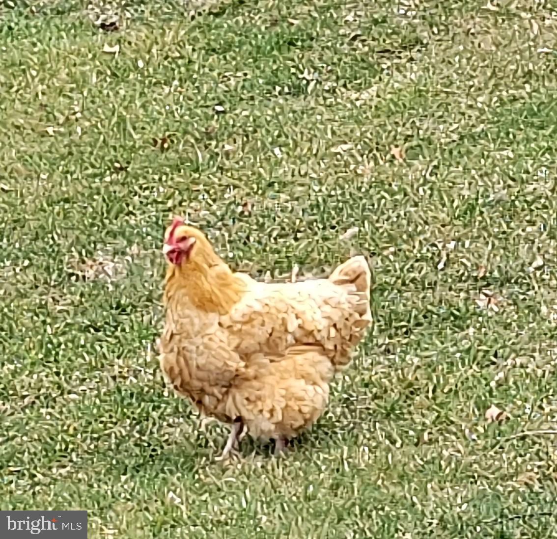 160 Oak Grove Road Pine Grove, PA 17963 - Photo 66 of 66 Meet 'Lulu II' a buff Orpington Hen