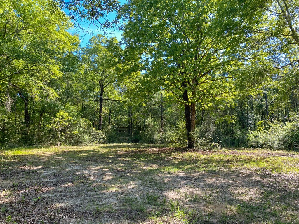 165-acres Harrison Road Kinston, AL 36453 - Photo 21 of 26