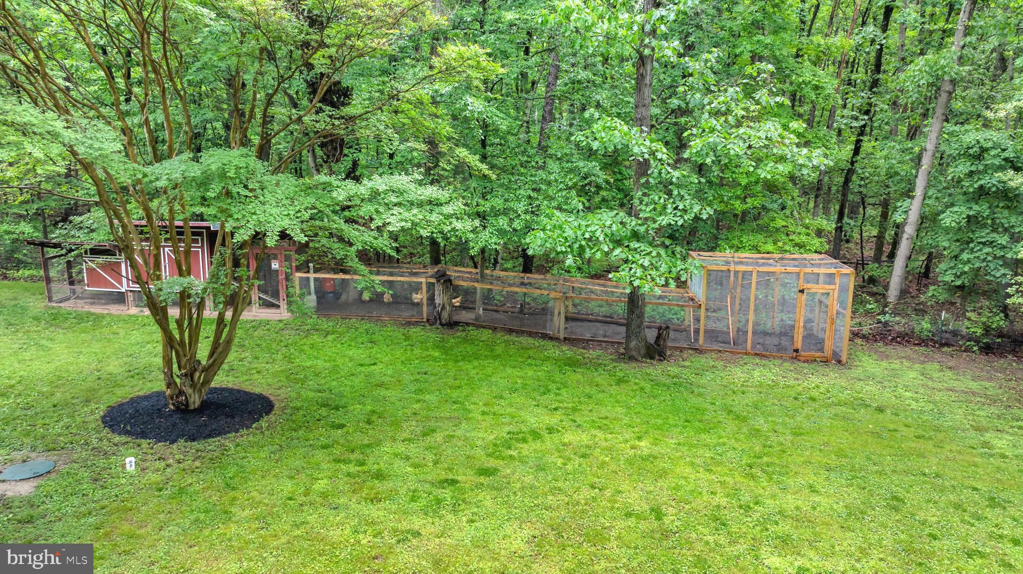 1353 Dicus Mill Road Severn, MD 21144 - Photo 57 of 78 These Chickens are living the good life!