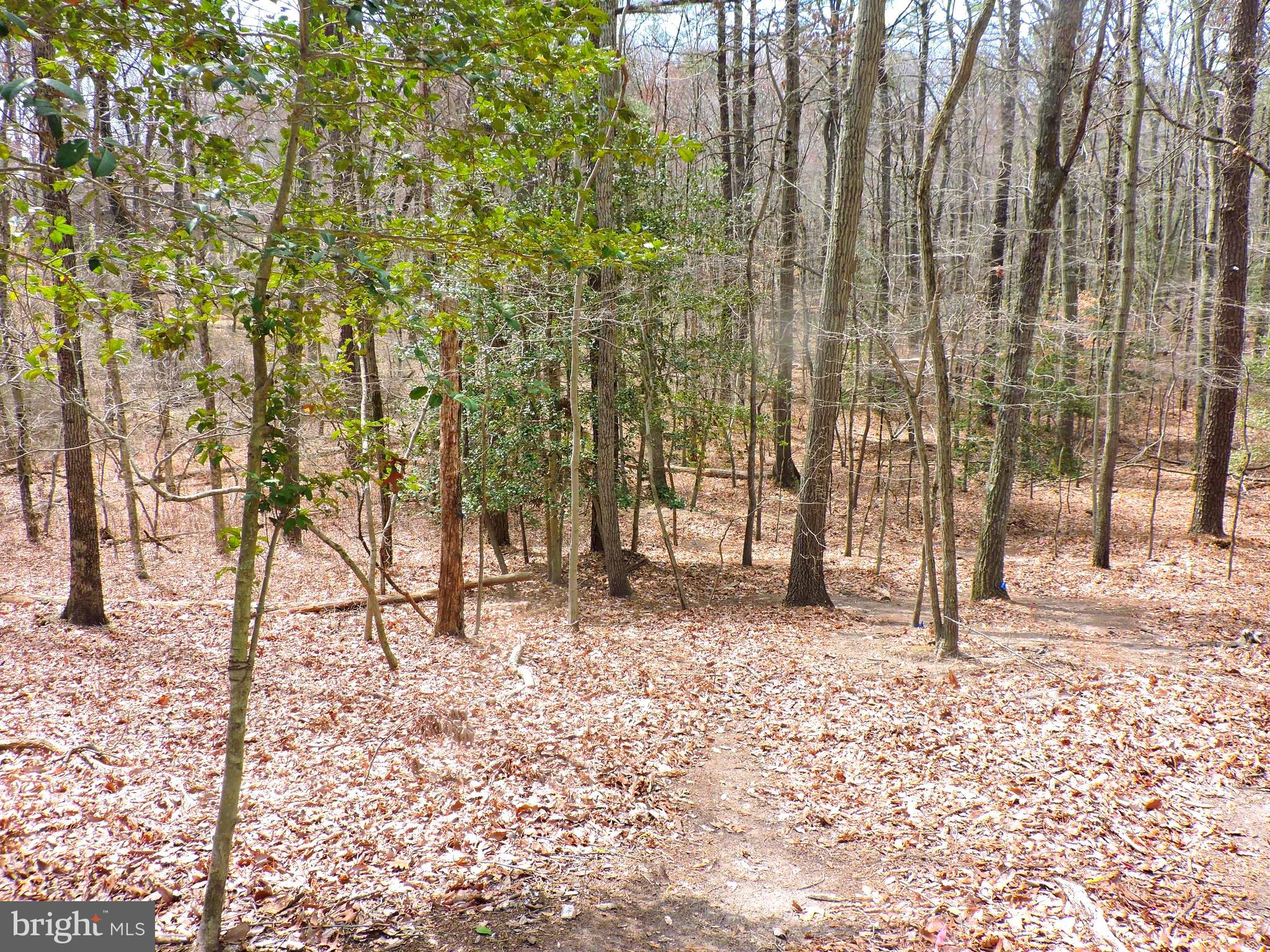 1353 Dicus Mill Road Severn, MD 21144 - Photo 63 of 78 3 acres of nature walks/trails to Jabez Run