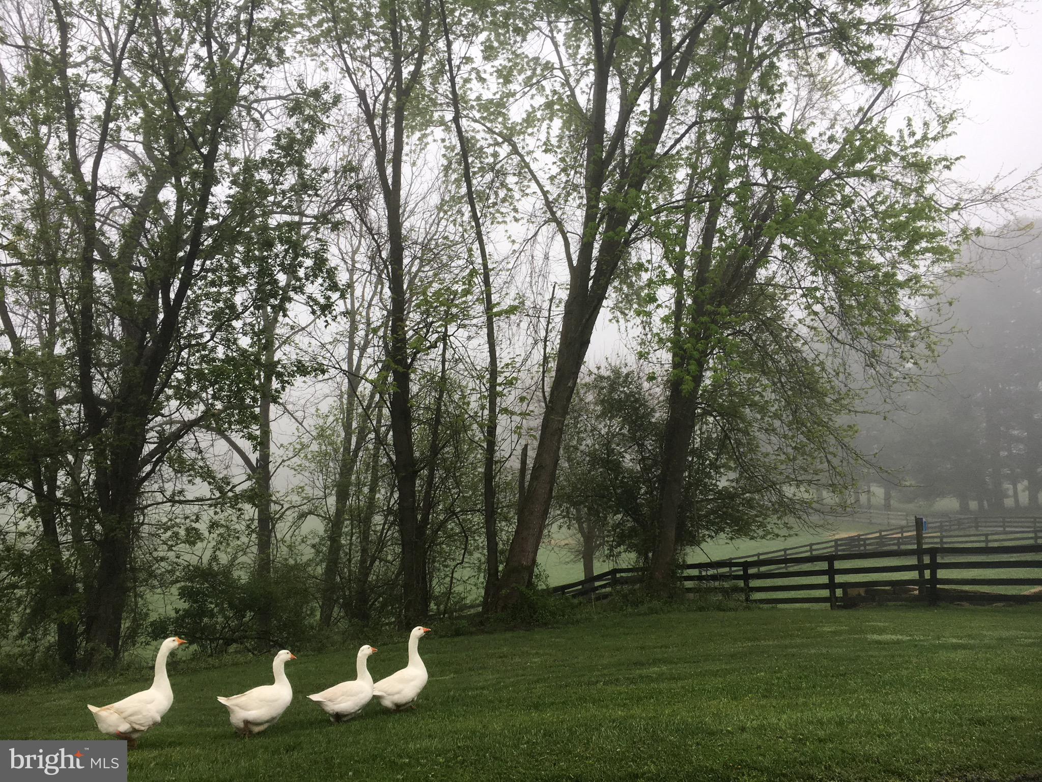 1906 Freeland Road Freeland, MD 21053 - Photo 68 of 99 Domesticated geese enjoying the pasture